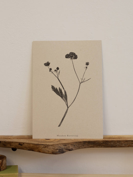 Meadow Buttercup A4 Botanical Art Print