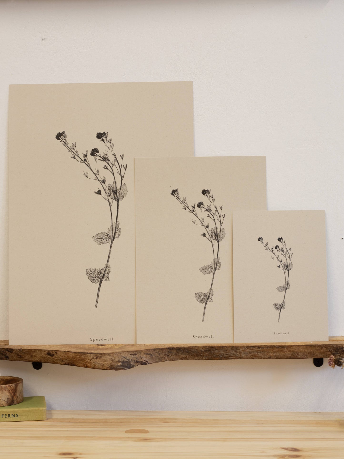A4 Botanical Art Print - Speedwell Flower