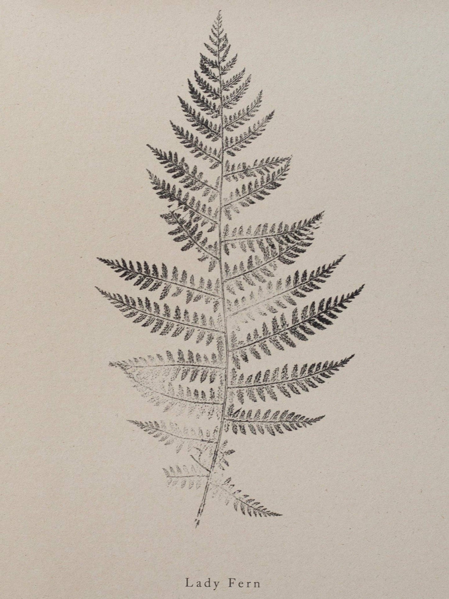 A4 Botanical Art Print - Lady Fern 