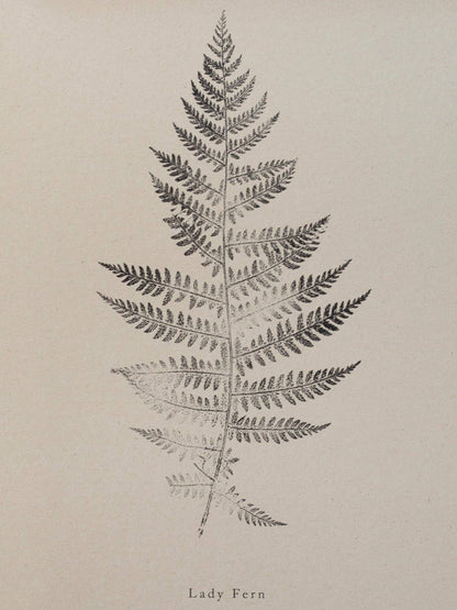 A4 Botanical Art Print - Lady Fern 