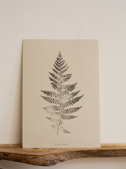 A4 Botanical Art Print - Lady Fern 