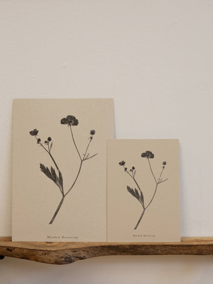 Meadow Buttercup A4 Botanical Art Print