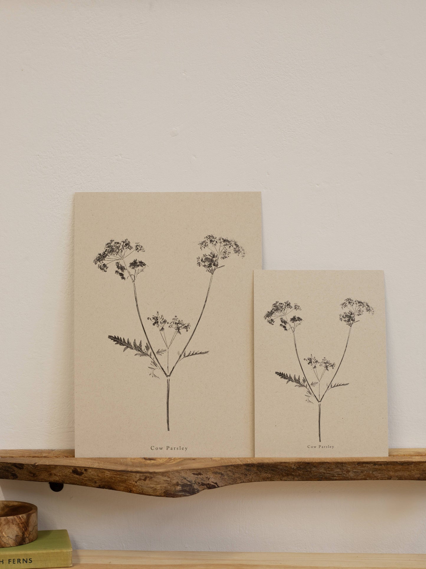 A4 Botanical Art Print - Cow Parsley 