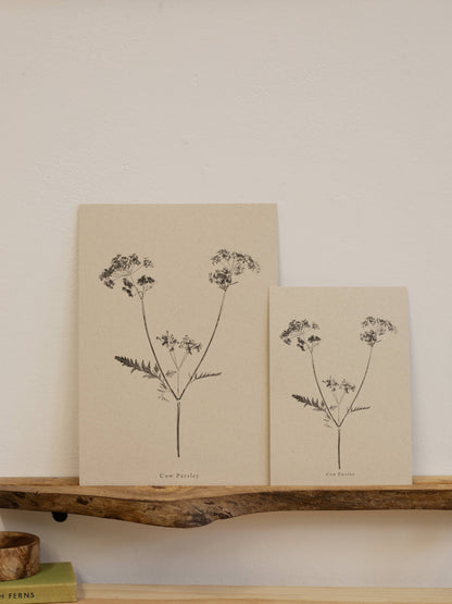 A4 Botanical Art Print - Cow Parsley 