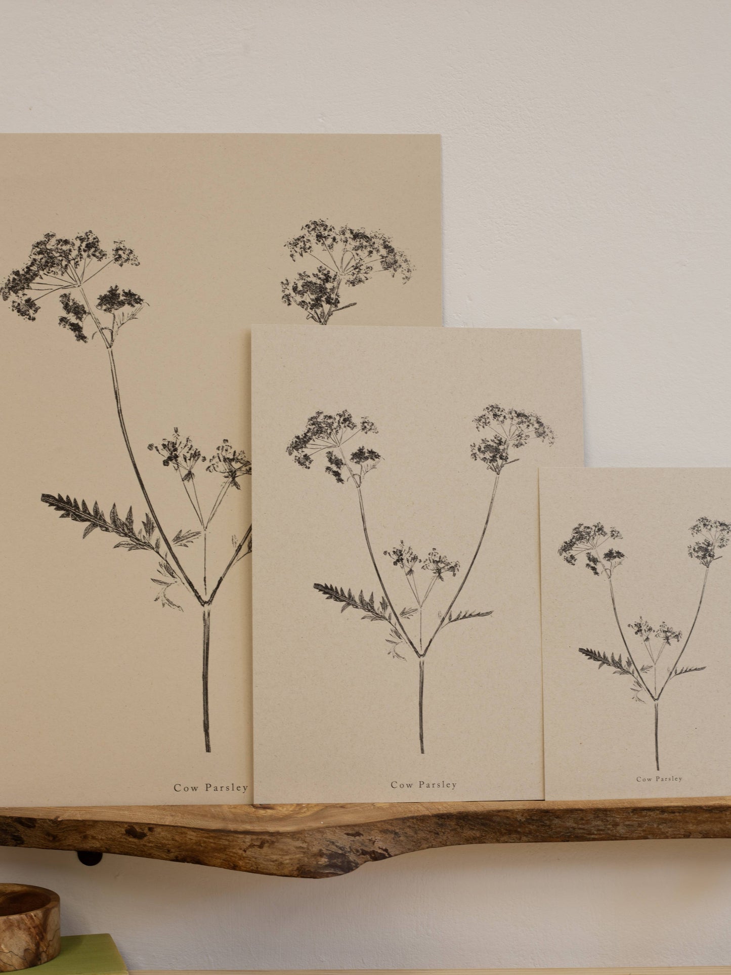 A4 Botanical Art Print - Cow Parsley 
