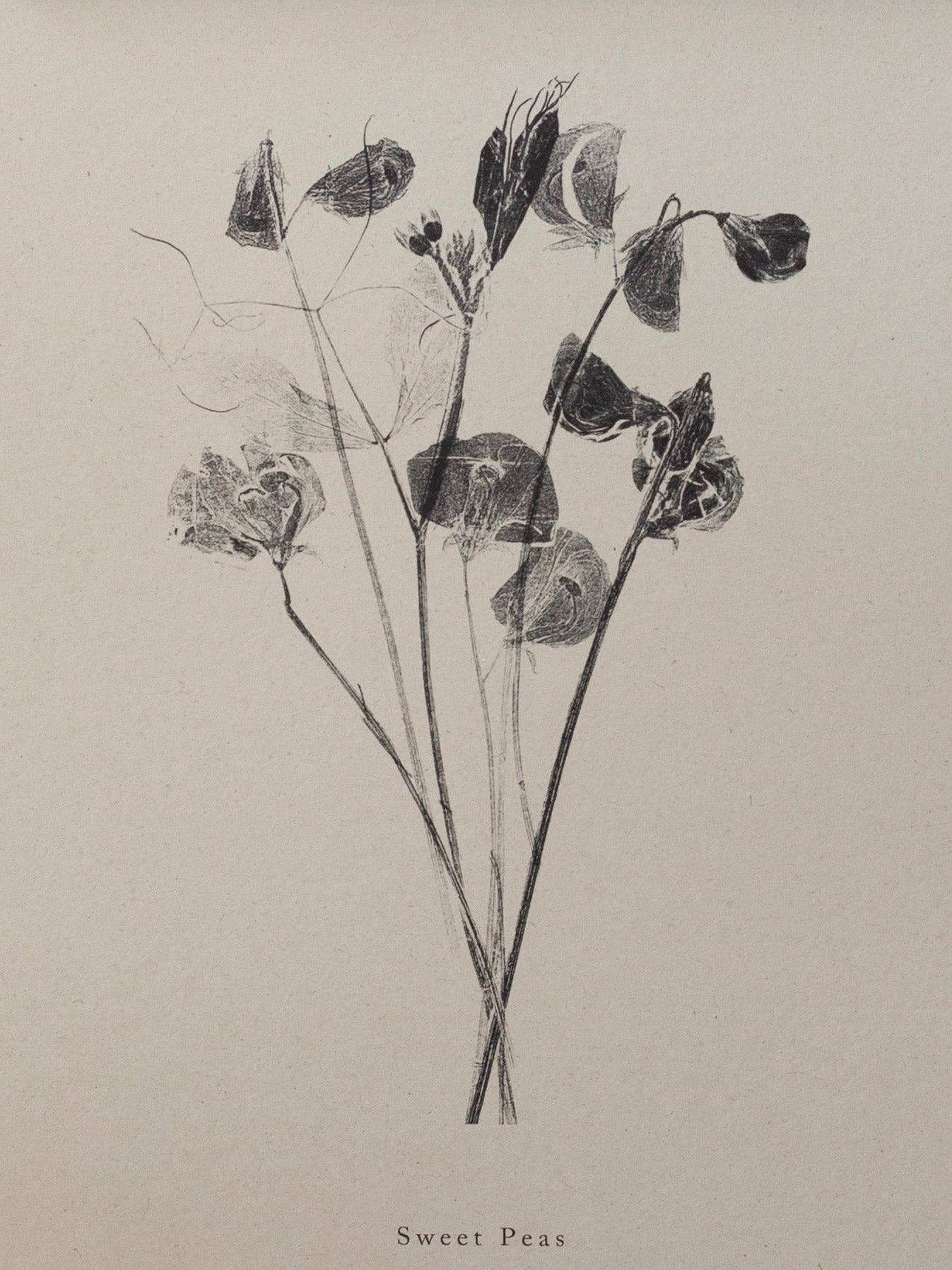 Sweet Peas A5 Botanical Art Print