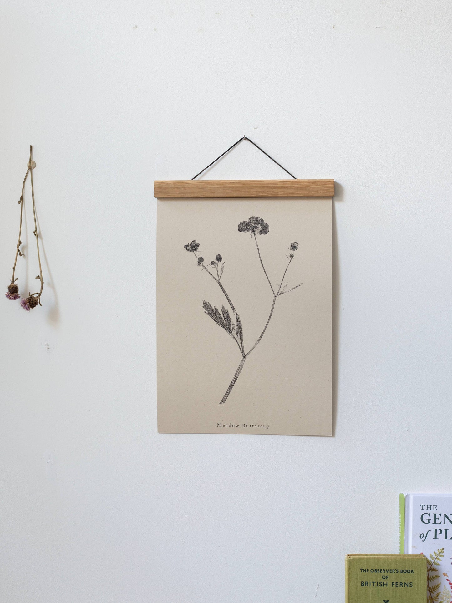 Meadow Buttercup A4 Botanical Art Print