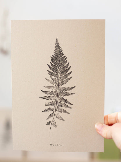 Woodfern A4 Botanical Art Print