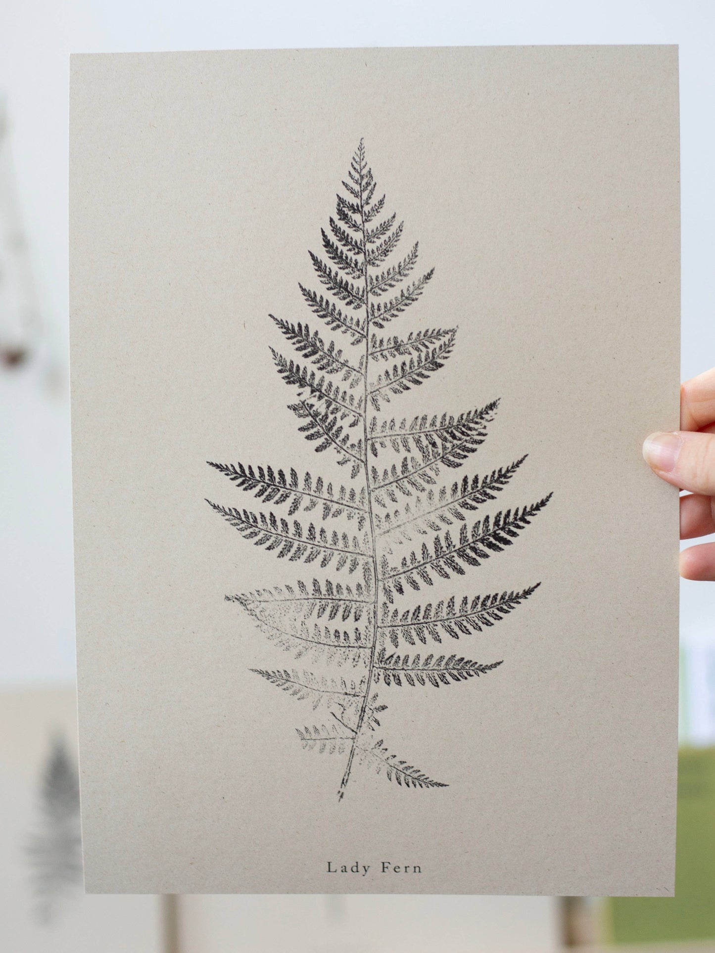 A4 Botanical Art Print - Lady Fern 