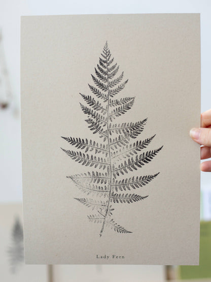 A4 Botanical Art Print - Lady Fern 