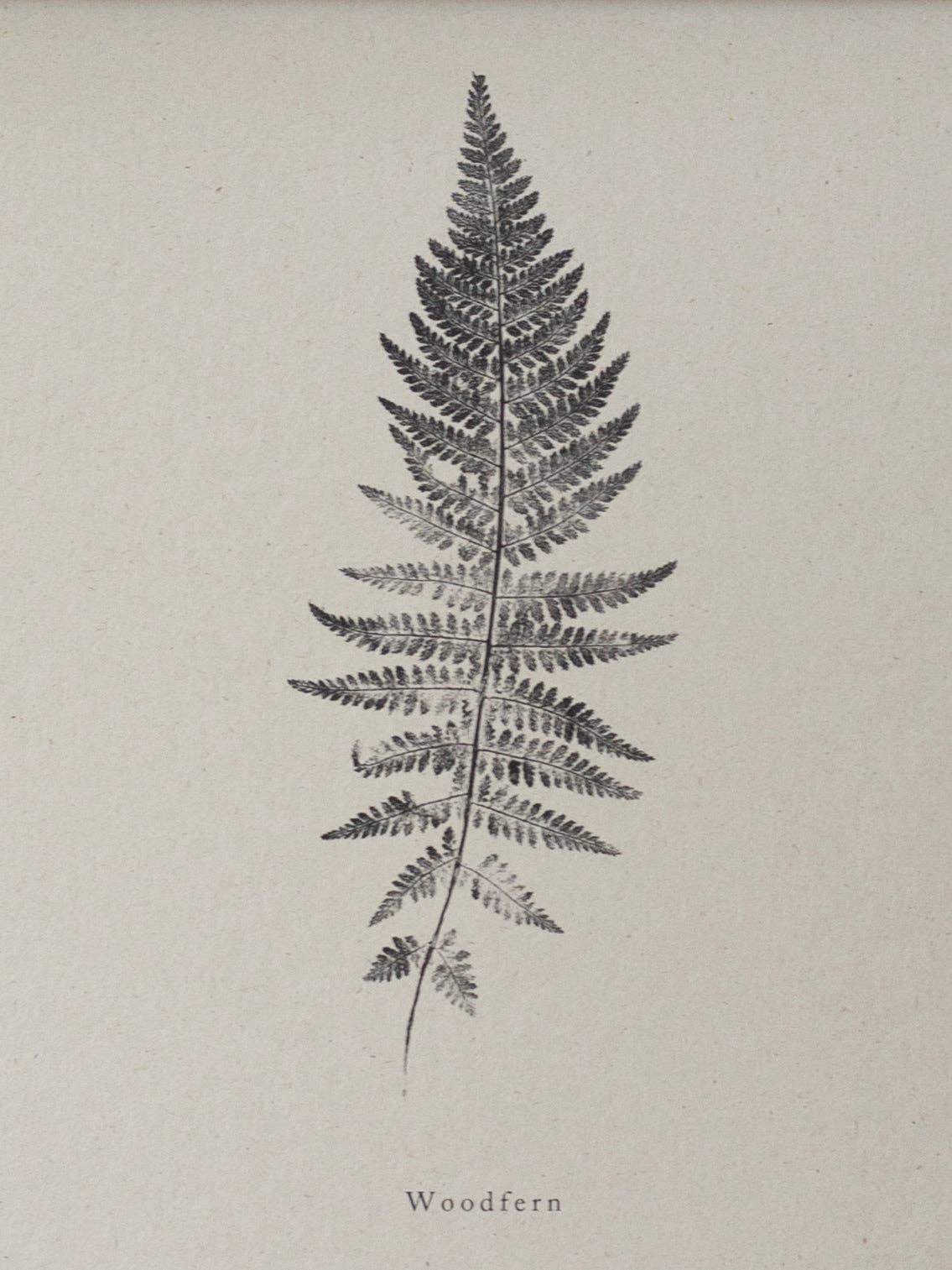 Woodfern A4 Botanical Art Print