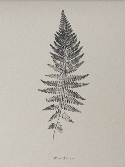 Woodfern A4 Botanical Art Print