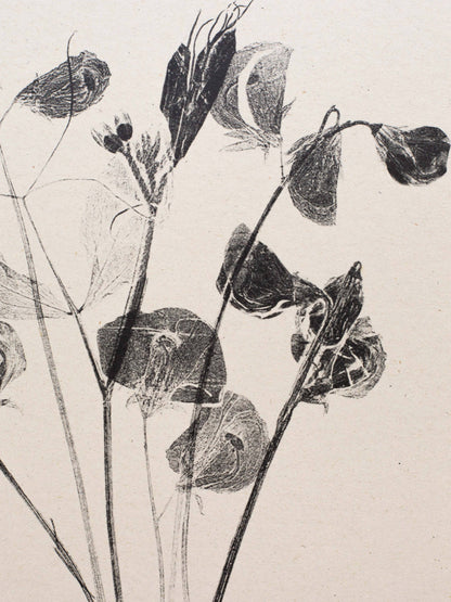 Sweet Peas A5 Botanical Art Print