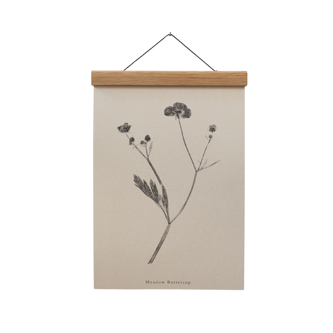 Meadow Buttercup A4 Botanical Art Print