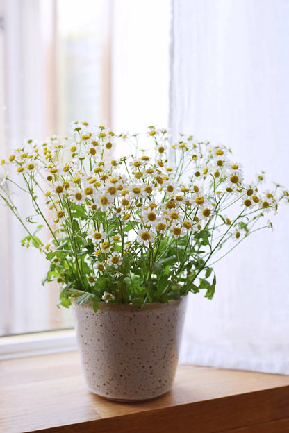 Karma Plant Pot